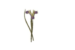 Introducing Iris Tuberosa: A Delicate Floral Embroidery