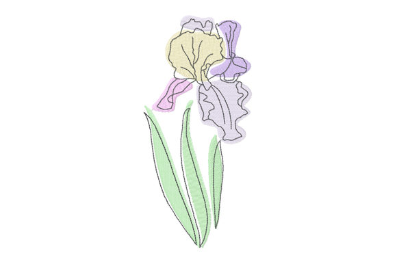 Pastel and Line Art Iris Flower: A Delicate Choice
